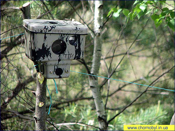 80 kamer rozsianych po całej strefie monitoruje aktywność zwierząt(fot. chernobyl.in.ua)